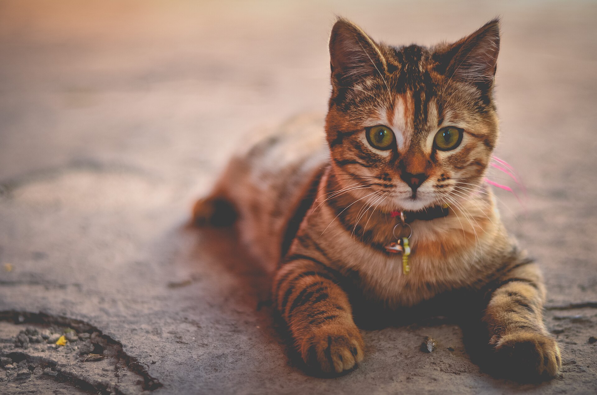 Before photo of a tabby cat lying on pavement with a soft blurred background
